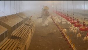 Nébulisation dans un élevage bio de poules contre les mouches