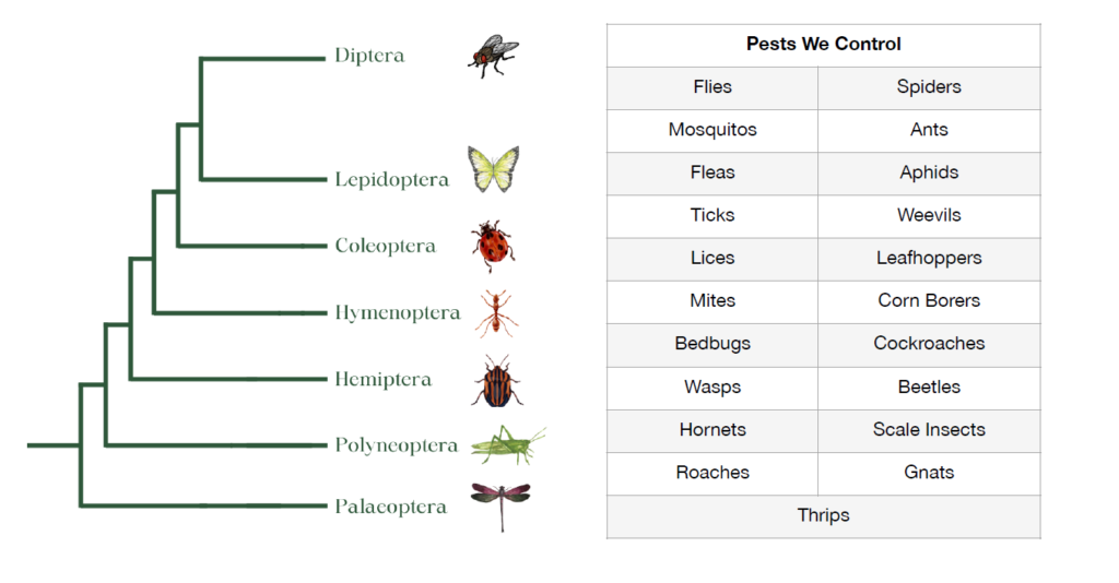 All classes of insects and mites listed here are our target for pest control at Pertinent Eco-Solutions